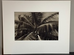 Dick Arentz, Coconut Tree, Kauia, Hawaii, 1987, Palladium / Platinum Print