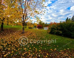 Autumn Leaves from Maple Trees, Nature Park Picture, Non-AI Digital Photo