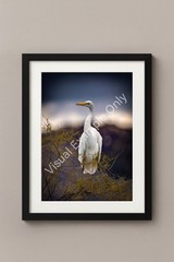 Great Egret Wildlife Photography Print Elegant White Bird Wall Art Nature Decor