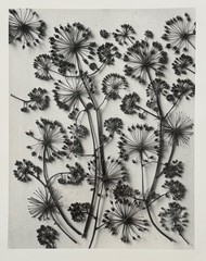 Karl Blossfeldt, California Aralia, photograph from estate, 2010
