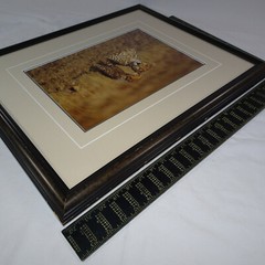 THOMAS MANGELSEN SIGNED 1994 SECRETS OF THE SAVANNAH LE 118/950 10X14 IMAGE FRM