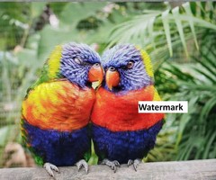 PICTURE DIGITAL Feed PRETTY Loriquet Arc en Ciel Tete BLUE BIRD Back COLOR PHOTO