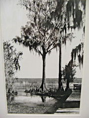ART PHOTOGRAPHY 16×20 Florida Everglades B&W Matte Acid Free by Larry Santucci