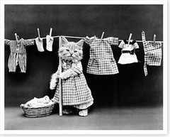 1914 Wash Day Cat Hanging Laundry Harry Whittier Frees Silver Halide Photo