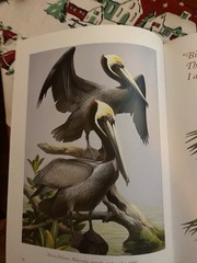 Art & Photo’s Of The World’s Formost Birder, Roger Tory Peterson – Excellent