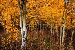 Aspen Trees Photography Print: Wyoming Autumn Forest Grove Western Nature Photo