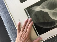 William Conklin Tonna Galea Seashell & X-Ray Photo Framed & Signed Lot 2