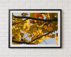 Color Photograph Autumn Leaves Nature