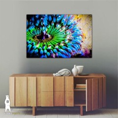 Sea Anemone – Colorful Underwater Photography Prints / Wall Art