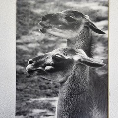 Art Photograph Two Llamas “Old Friends” Signed Rose Arizona Wildlife Photography