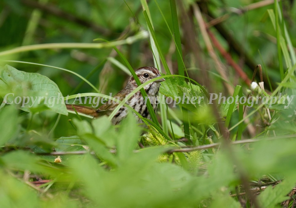 Original ACEO photo fine art print 2.5 x 3.5 inch YOU CAN’T SEE ME song sparrow