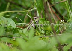 Original ACEO photo fine art print 2.5 x 3.5 inch YOU CAN’T SEE ME song sparrow