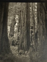 Jim Fitzgerald First Grove Prairie Creek Signed Photograph Carbon Transfer