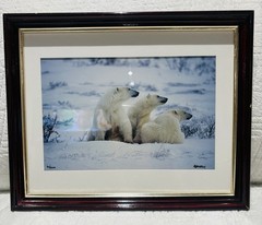 Mike Kelly Framed Limited Edition Photograph Polar Bears in Snow Signed 16/1200