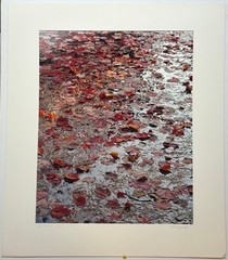 Original JOHN WAWRZONEK ‘Leaves on Water’ AUTUMN RED Landscape Signed PHOTOGRAPH