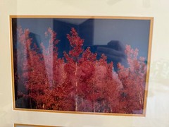 Nicely Framed Set of 2 Photographs of Trees
