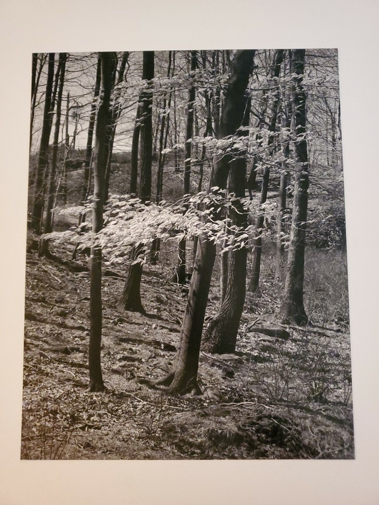 TREES FOREST LEAVES ORIGINAL SIGNED ART PHOTO B&W STETTNER VTG MATTE NJ CAMERA