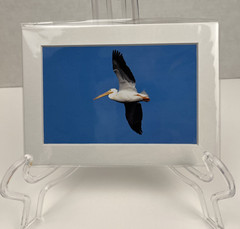 White Pelican Flying Bird Art Photography Matted 7×5 Inch Beach Decor Brauer