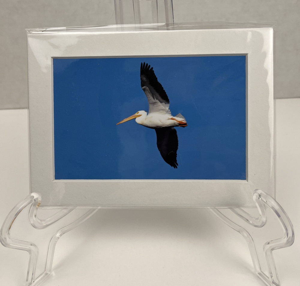White Pelican Flying Bird Art Photography Matted 7×5 Inch Beach Decor Brauer
