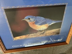 Eastern Bluebird (Sialia sialis) Framed Photo for Helping Minnesota’s Wildlife