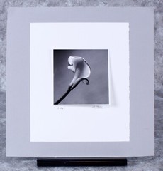 Ray Belcher Black and White Photograph Lily 1970