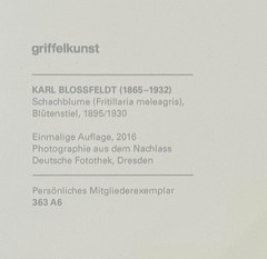 Karl Blossfeldt, Chess Flower, Photograph from Estate, Pen Art 2016