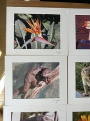 Matted Photographs 11″x 14″ Mixed Lot of 7 Photos Nature, Birds, Animals
