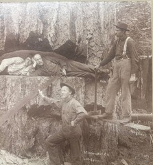 Antique GEORGE W KIRK Stimson Mill MASSIVE Cedar TREE Everett Washington PHOTO