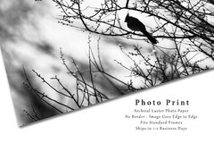 Cardinal Photography Print: Arizona Black & White Bird Desert Southwest Photo