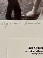 Jim Spillane Photography ‘Aquaeous Humor’ Dog & Monkey Matted & Signed