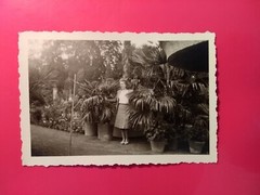 Altes Foto antik hübsche Frau Woman steht zwischen Palmen Mode Fashion old Photo