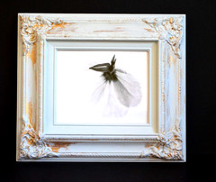Pair Framed Fine Art Photography Black and White Photos of Primrose Flowers two