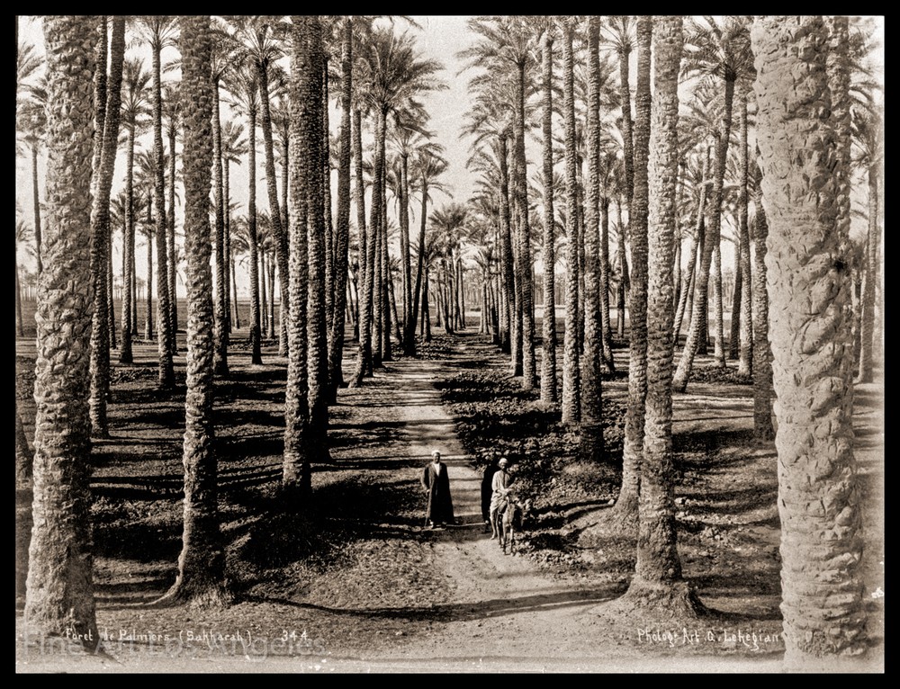 G. Lekegian Photo, Palm Tree Orchard, Egypt