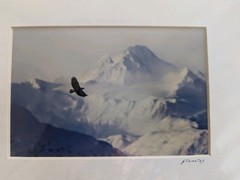 Set of 4 Wildlife/Nature Photographs by Jim Stamates, 4″x6″, Matted to 8″x10″