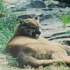 Mountain Lion Canada-Don Urban Original Nature Photography-12″ X 16″-#31 of 300