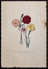 Carnations Flowers Plant Study Botany Encyclopedia Hand Coloured Lithograph