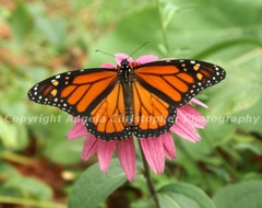 Original ACEO 2.5X3.5 inch photo art print MONARCH ON CONEFLOWER Multiple sizes!