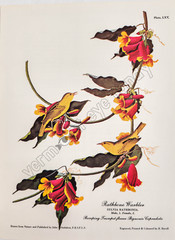 Rathbone Warbler Audubon Bird DIGITAL DOWNLOAD Print at Home Wall Nature Art