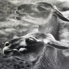 Art Photograph Two Llamas “Old Friends” Signed Rose Arizona Wildlife Photography
