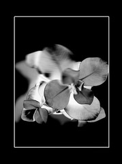 Author’s Photo – MOTHER NATURE ’21 Abstract in Black Passe-Partout 18x24cm