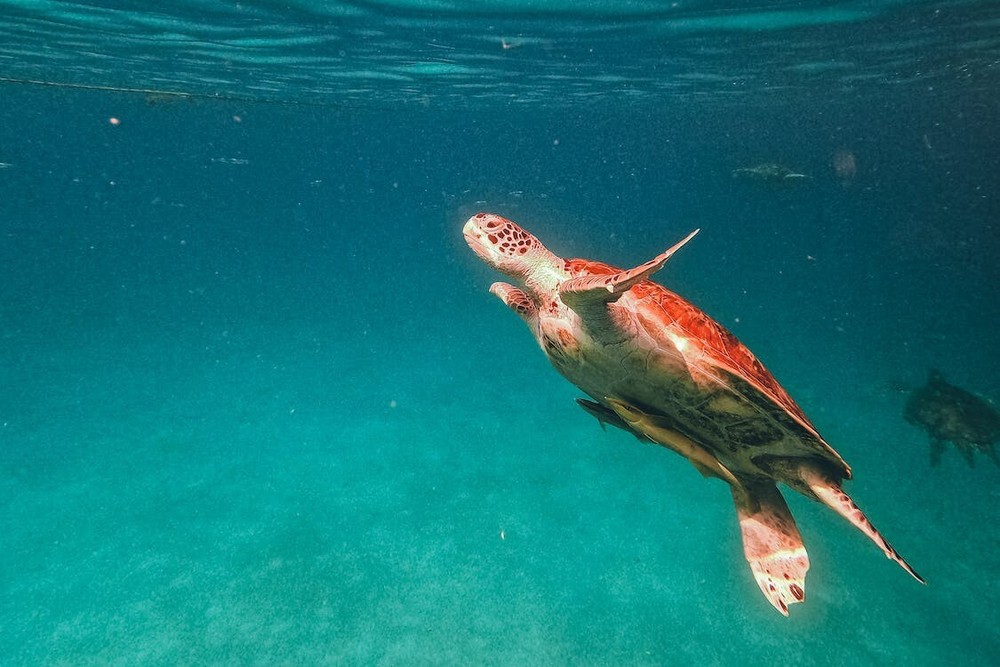 Digital Image Picture Photo Pic Wallpaper Background Brown Sea Turtle in Water