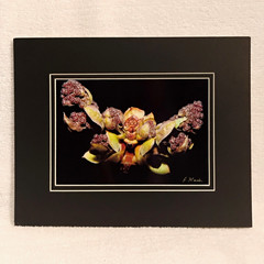 Lilac Flowers Wall Art Nature Macro Photography 8×10 Matted Photo Print Garden