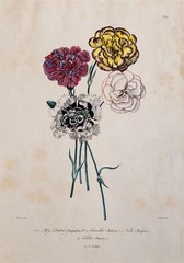 Carnations Flowers Plant Study Botany Encyclopedia Hand Coloured Lithograph
