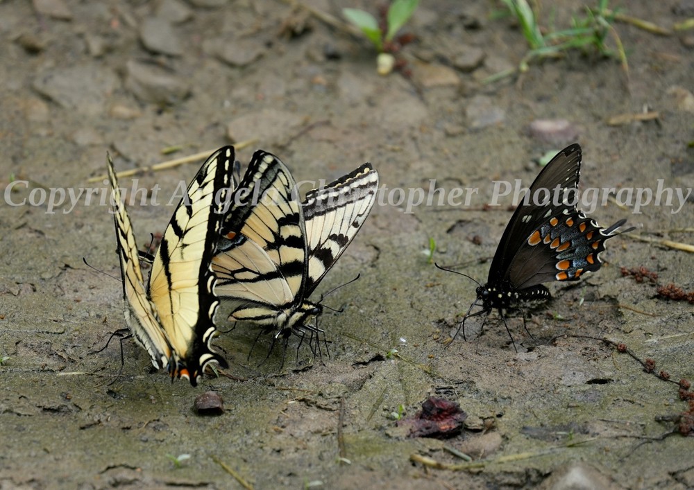 Original ACEO 2.5 x 3.5″ photo fine art print PUDDLING BUTTERFLIES yellow black