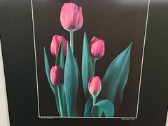 NICK ZUNGOLI Vintage 1981 “Pink Tulips” Signed & Framed- 18 x 24″