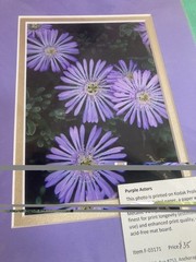 4 Beautiful Alaskan Flower Photos Mounted On Acid Free Mat Boards 8×10 In.