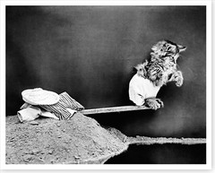 1914 Kitten Cat In Bathing Suit On Diving Board Silver Halide Photo