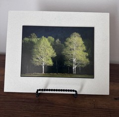 Light & shadow Mounted Matted Photo Erik Stensland Scenic Photography Trees