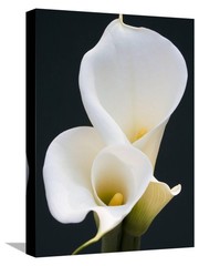 ART.COM Canvas Wall Art Prints White Calla Lilies by Jamie & Judy Wild, Botan…
