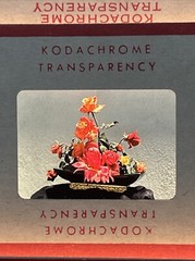 Kodachrome Red Border Lot Of 40 1950’s Still Life Flowers 35mm Color Slides A
